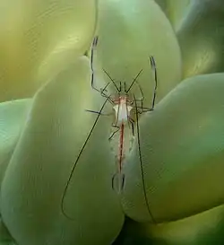 Camarón Vir philippinensis en P. sinuosa.