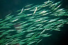 Cardumen de Aeoliscus strigatus en Cebú, Filipinas.