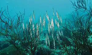 Grupo de A. strigatus en Sabah, Malasia