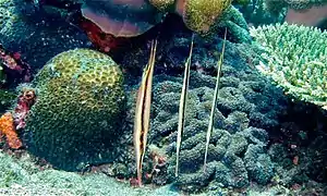 En el Estrecho de Lembeh, Indonesia