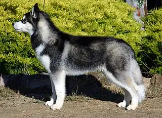 Husky siberiano(Rusia)