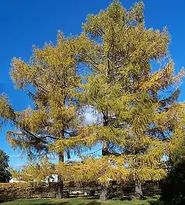 Larch Taymyr tierras bajas 48,000–25,000 YBP, luego 9,400-2,900 YBP