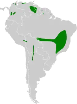 Distribución geográfica del chirigüe citrino.