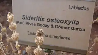 Un endemismo de Almería Sideritis osteoxylla, en el jardín botánico.