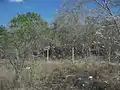 Vestigios arqueológicos de Sierra Papacal.