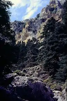 Garganta y pinsapos en la Sierra de las Nieves