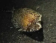 S. canaliculatus durmiendo en Jahir, Lembeh Strait, Sulawesi, Indonesia