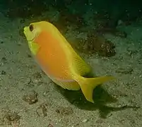 S. corallinus en Mabul, Sabah, Malasia