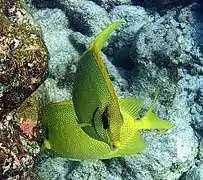 Pareja de S. corallinus en Mirihi, Maldivas