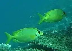 Pareja de S. corallinus en el atolón de Baa, Maldivas