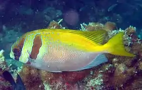 S. doliatus en Koh Phangan