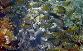 Cardumen de S. doliatus en Koh Phangan, Tailandia