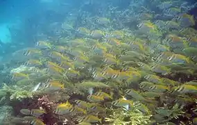 Cardumen de S. doliatus en Koh Phangan, Tailandia