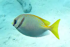 S. doliatus en isla Lizard, Australia