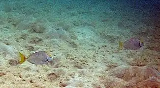 Pareja de S. fuscescens en Koh Phangan, Tailandia