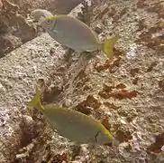 Pareja de S. fuscescens en Koh Phangan, Tailandia