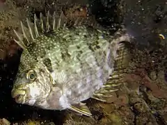 S. guttatus camuflado con su "pijama"