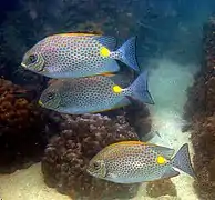 S. guttatus trío en Koh Phangan, Tailandia