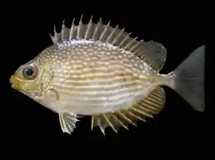 S. javus en el manglar de Kampuan en Amphoe Suksamran, provincia de Ranong, Tailandia, 2010, 104.3 mm de longitud