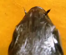 Vista superior de cabeza de S. luridus, mostrando las largas lengüetas de las fosas nasales (nostril)