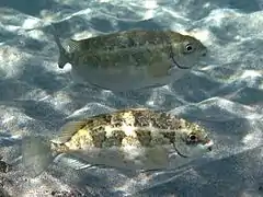 Pareja de S. luridus con librea de camuflaje, Creta, Grecia.