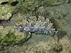 S. luridus mostrando su traje de cammuflaje, isla Kárpatos