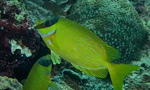 Pareja de S. puellus en isla Bunaken, Sulawesi, Indonesia