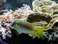 S. puellus en el acuario de Nancy, Francia