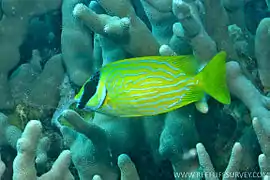 S. puellus subadulto en la Gran Barrera de Arrecifes australiana