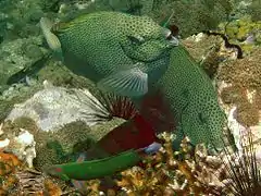 S. punctatus, Koh Phangan