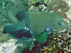 S. punctatus, Koh Phangan