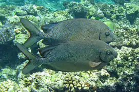 Pareja de Siganus punctatus en Cod Hole, cerca de isla Lizard, Australia