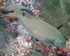 S. punctatus en Koh Phangan, Tailandia