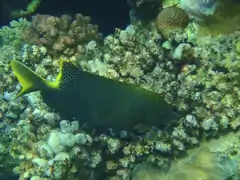 S. stellatus en Egipto, mar Rojo