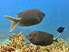 Pareja de S. stellatus en Maldivas