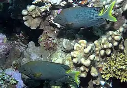 Pareja de S. stellatus en Egipto, mar Rojo