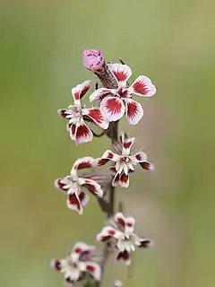 Silene gallica o quinquevulnera