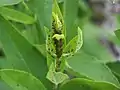 Insectos en S. integrifolium