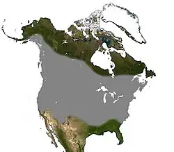 Distribución del murciélago canoso