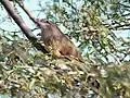 En Bharatpur, Rajasthan, India.