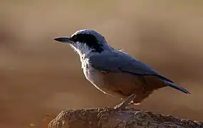 Trepador rupestre oriental (S. tephronota)