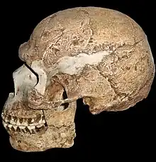 Skhul V se encontró junto a otros nueve cuerpos de H. sapiens pero muestra rasgos antiguos como el arco supraciliar y un occipital proyectado, similar a los neanderthales. Una de las dataciones aceptadas le da una antigüedad de 90 000 años.