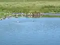 Laguna interior con algunas gaviotas.