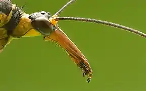 Cabeza de Panorpa communis