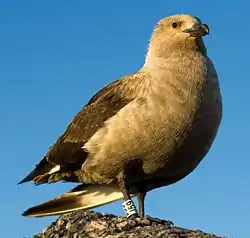 Skua antártico (Stercorarius antarcticus)