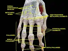 Ligamentos interfalángicos y falanges. Disección profunda. Vista posterior (dorsal).