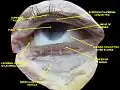 Músculo extrínseco del ojo. Nervios de la órbita. Disección profunda.