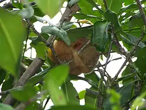 Oso perezoso en Isla Damas