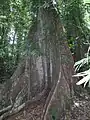 Carabeen amarillo junto a una palma en el Parque nacional Dorrigo, Nueva Gales del Sur