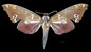 ♀